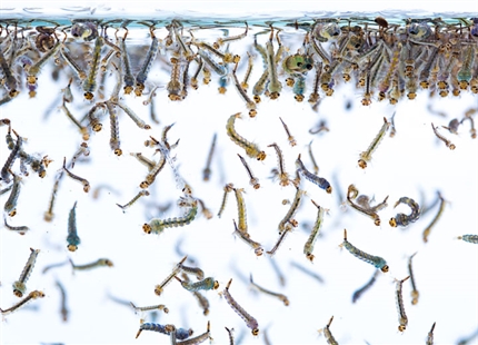 Insectary & insect breeding