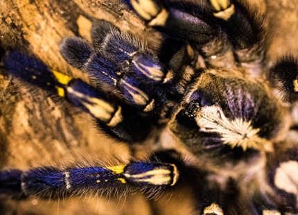 Humidity keeps the spiders healthy at London Zoo