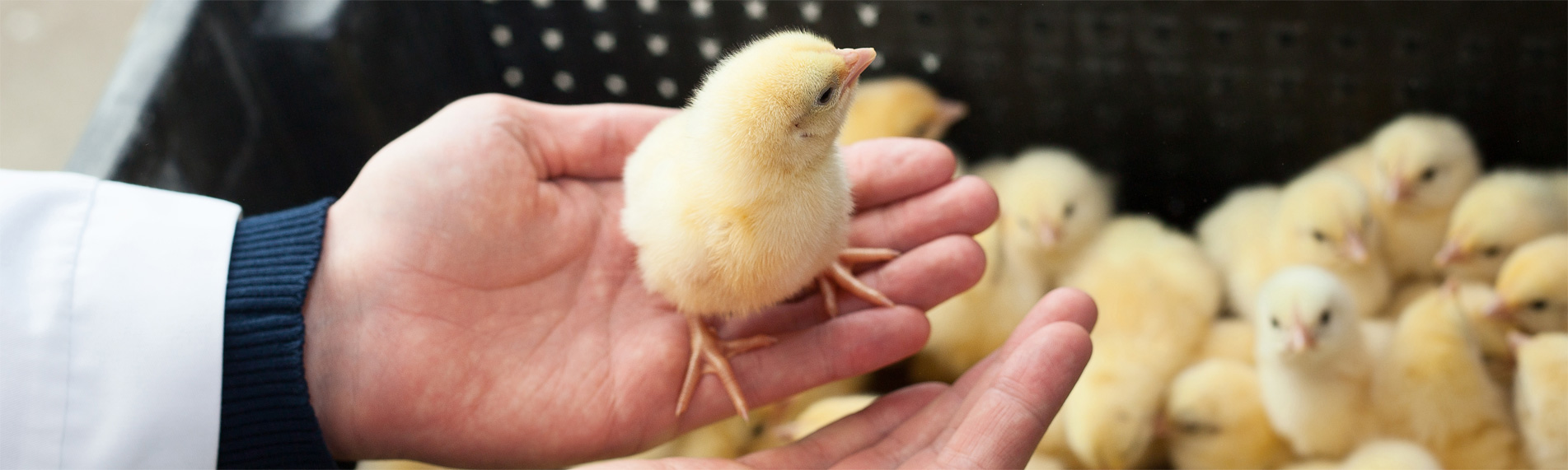 Egg hatchery humidification & humidity control Egg hatchery humidification & humidity control